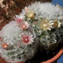 Mammillaria bocasana 'Multilanata' (Powder Puff Cactus)