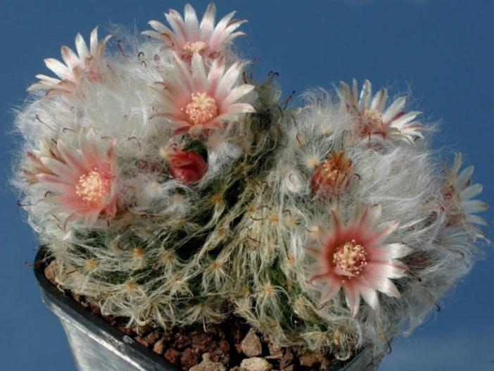 Mammillaria bocasana 'Multilanata' (Powder Puff Cactus)