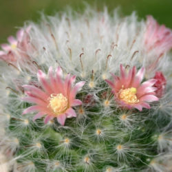 Mammillaria bocasana 'Multilanata' (Powder Puff Cactus)