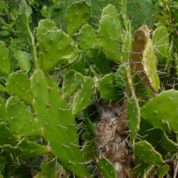 Opuntia monacantha (Drooping Prickly Pear)