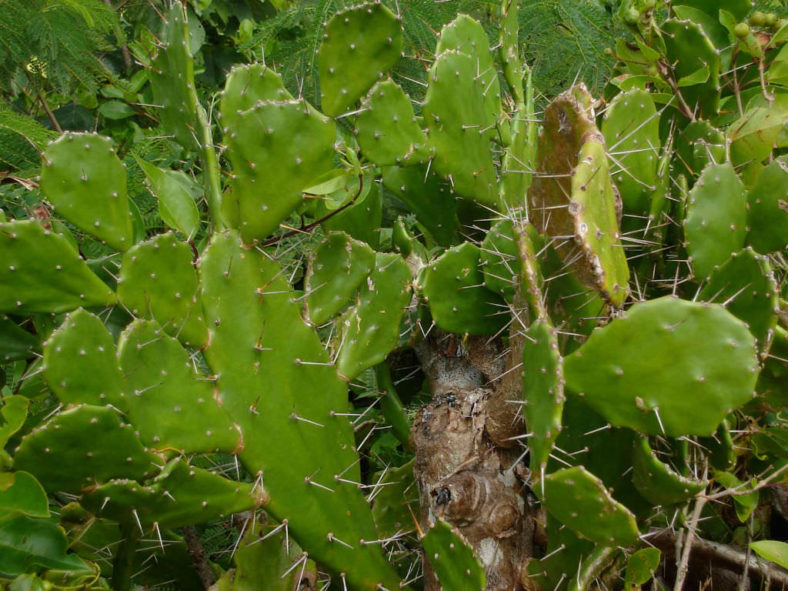 Opuntia monacantha (Drooping Prickly Pear)