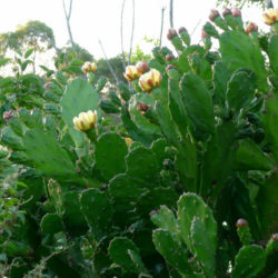 Opuntia monacantha (Drooping Prickly Pear)