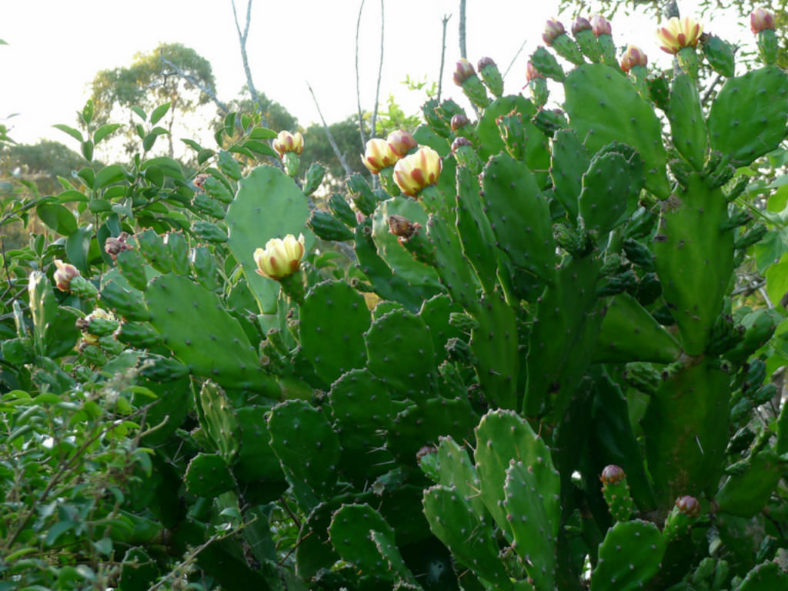 Opuntia monacantha (Drooping Prickly Pear)