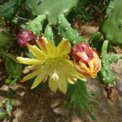 Opuntia monacantha (Drooping Prickly Pear)
