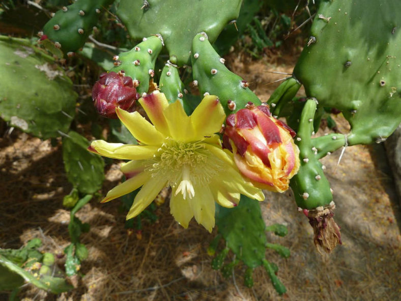 Opuntia monacantha (Drooping Prickly Pear)