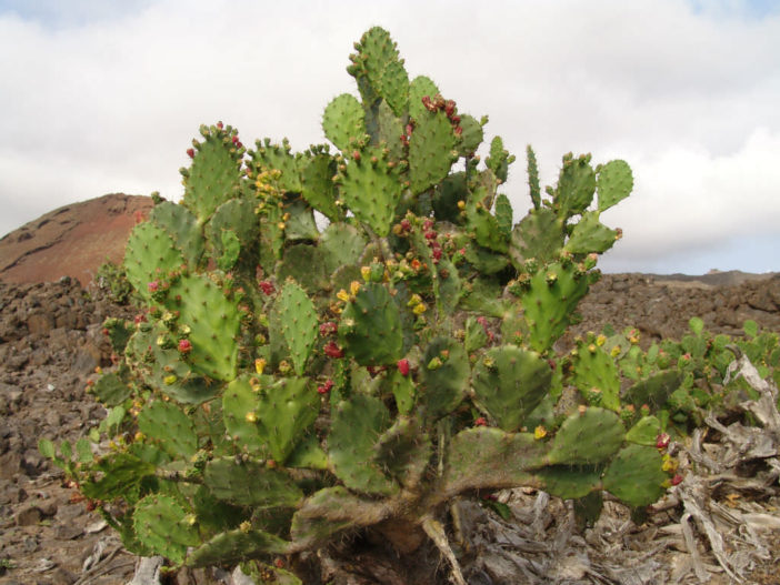Opuntia monacantha (Drooping Prickly Pear)