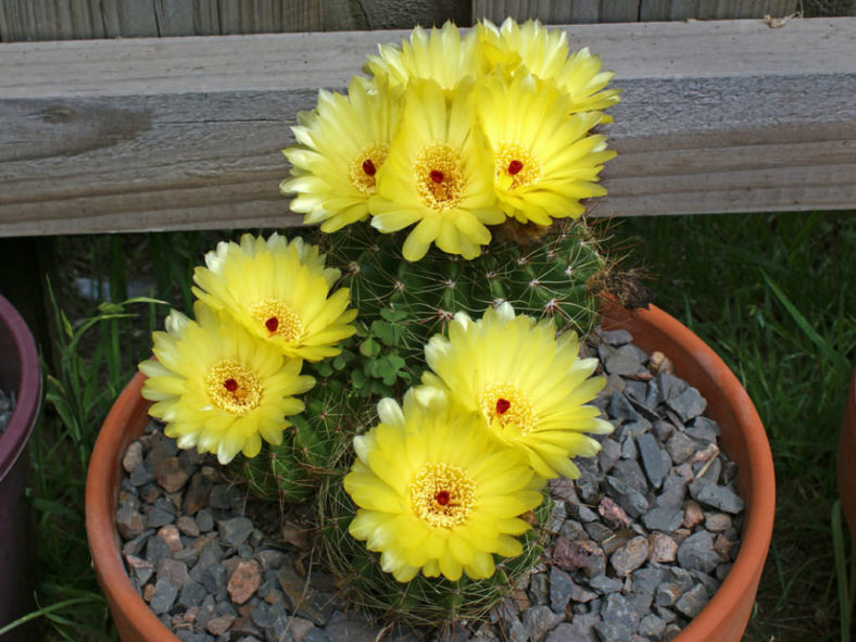 Parodia ottonis (Indian Head Cactus) aka Notocactus ottonis