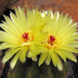 Parodia ottonis (Indian Head Cactus) aka Notocactus ottonis