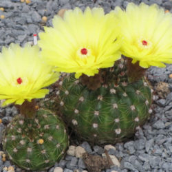 Parodia ottonis (Indian Head Cactus) aka Notocactus ottonis