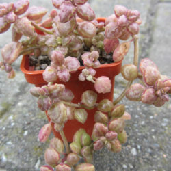 Plectranthus prostratus (Succulent Swedish Ivy)