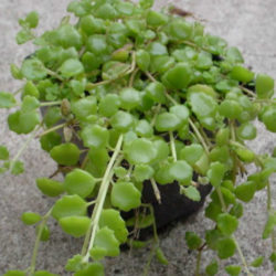 Plectranthus prostratus (Pillow Plant) - World of Succulents