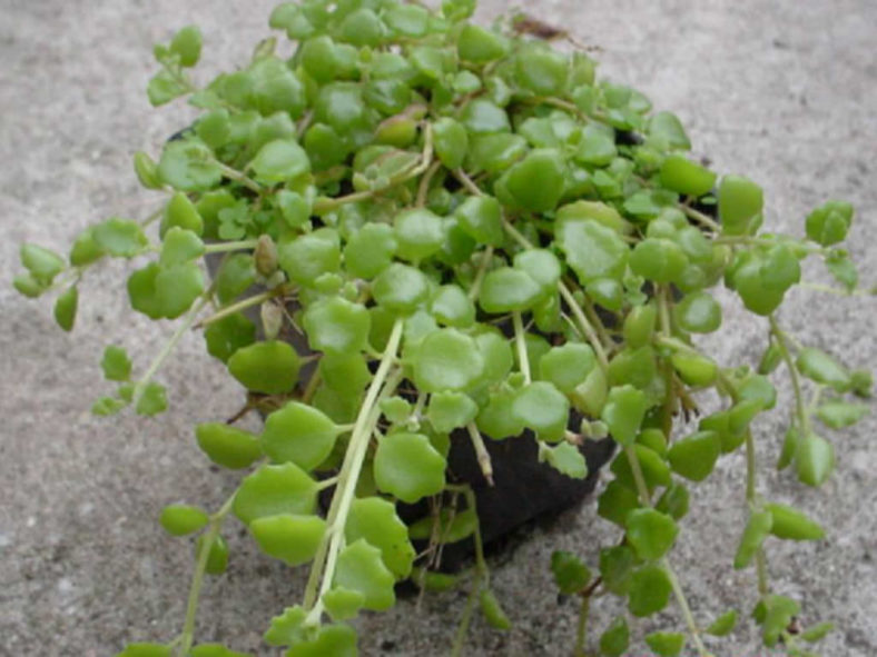 Coleus prostratus (Pillow Plant) aka Plectranthus prostratus