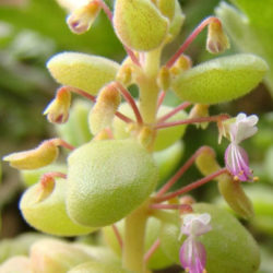 Plectranthus prostratus (Succulent Swedish Ivy)