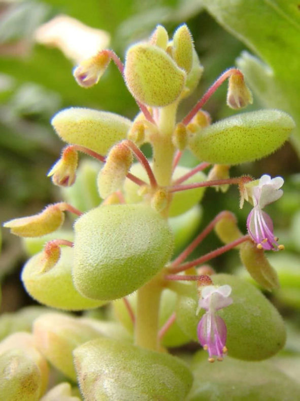 Coleus prostratus (Pillow Plant) aka Plectranthus prostratus