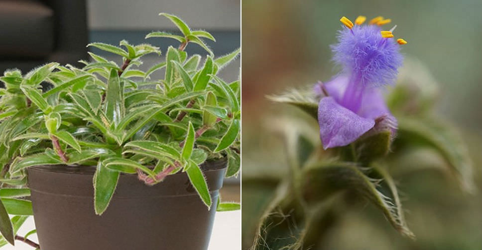 How to Grow and Care for a Pussy Ears (Cyanotis ...