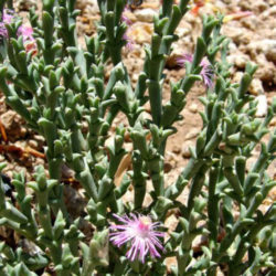 Ruschia uncinata (Doringvygie)