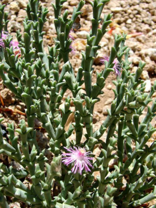 Ruschia uncinata (Doringvygie)
