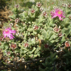 Ruschia uncinata (Doringvygie)