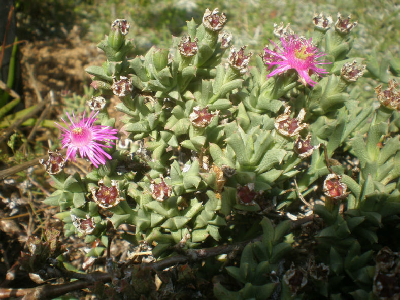 Ruschia uncinata (Doringvygie)