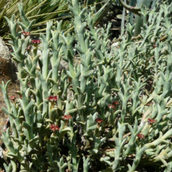 Ruschia uncinata (Doringvygie)