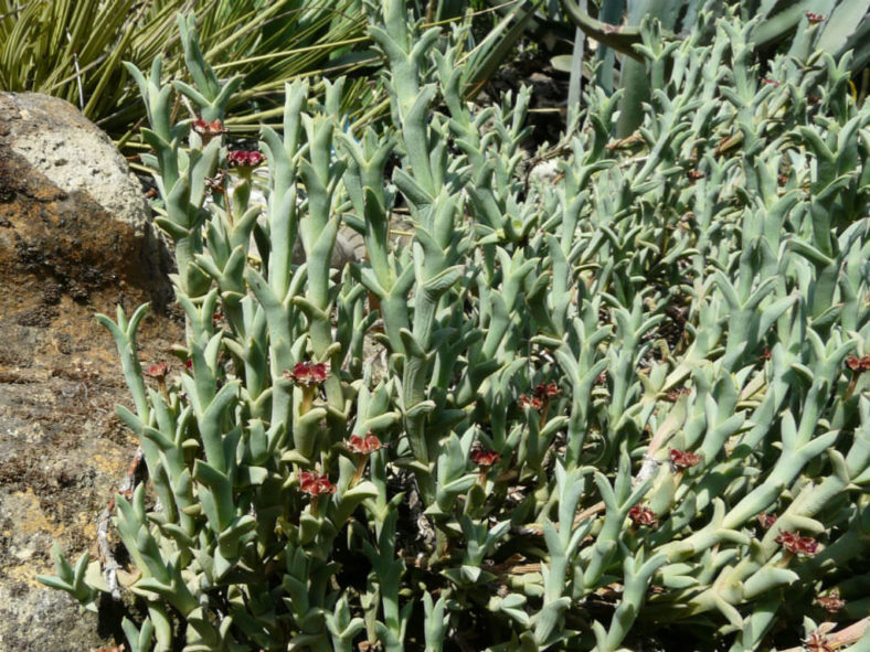 Ruschia uncinata (Doringvygie)