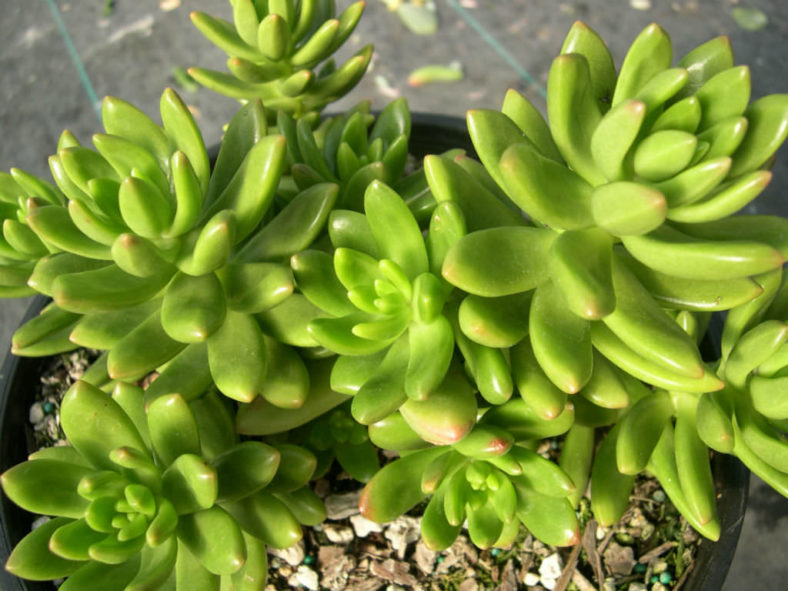 Sedum lucidum