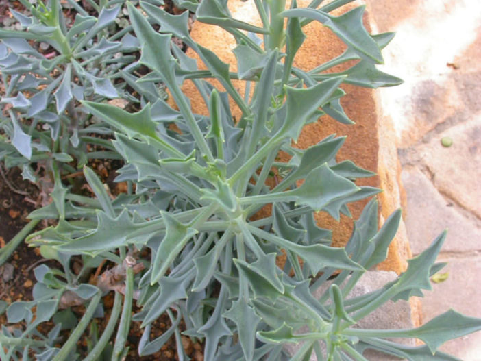 Senecio kleiniiformis (Spear Head)