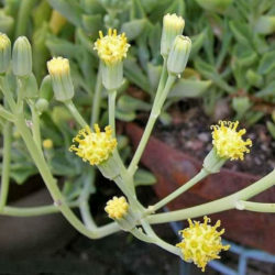 Senecio kleiniiformis (Spear Head)