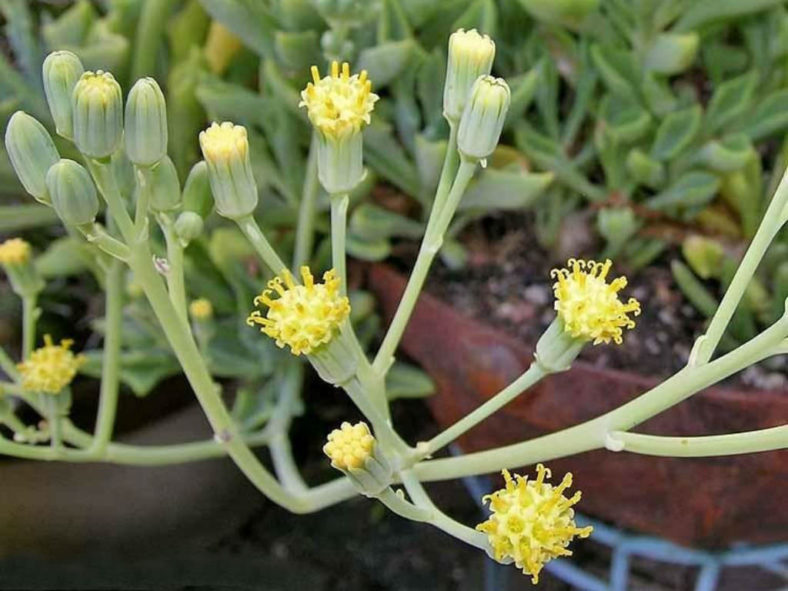 Senecio kleiniiformis (Spear Head)