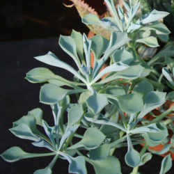 Senecio kleiniiformis (Spear Head)