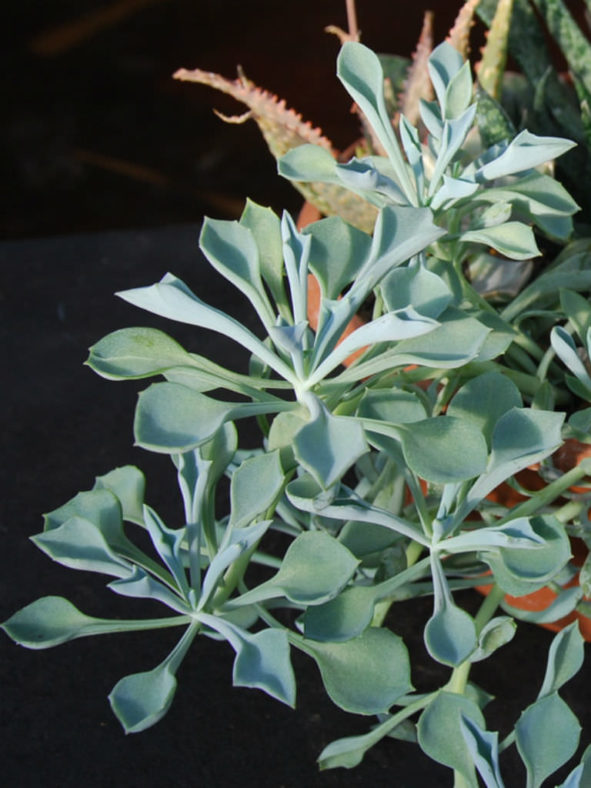 Senecio kleiniiformis (Spear Head)