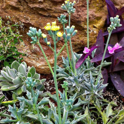 Senecio kleiniiformis (Spear Head)