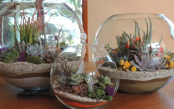 How to Care for a Succulent Terrarium Succulent Terrarium