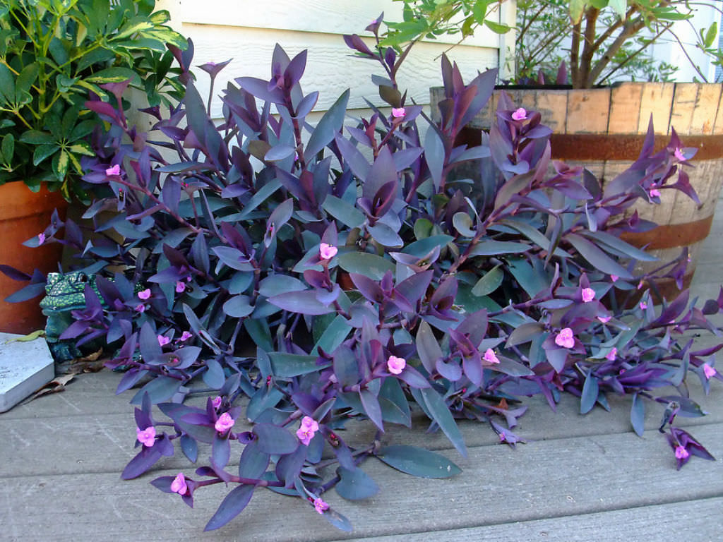 wandering jew with purple flowers