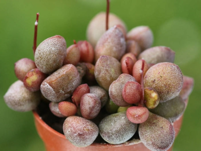 Adromischus marianiae 'Little Spheroid' (Adromischus marianae 'Little Spheroid')