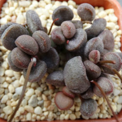 Adromischus marianiae 'Little Spheroid' (Adromischus marianae 'Little Spheroid')