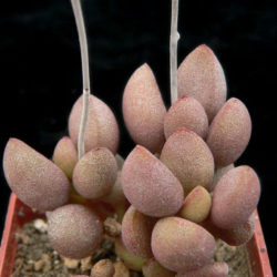 Adromischus marianiae 'Little Spheroid' (Adromischus marianae 'Little Spheroid')