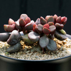Adromischus marianiae 'Little Spheroid' (Adromischus marianae 'Little Spheroid')