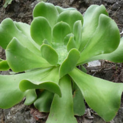 Aeonium cuneatum
