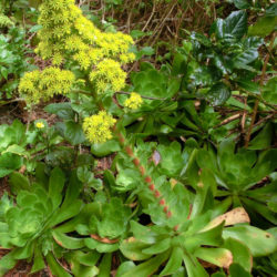 Aeonium cuneatum