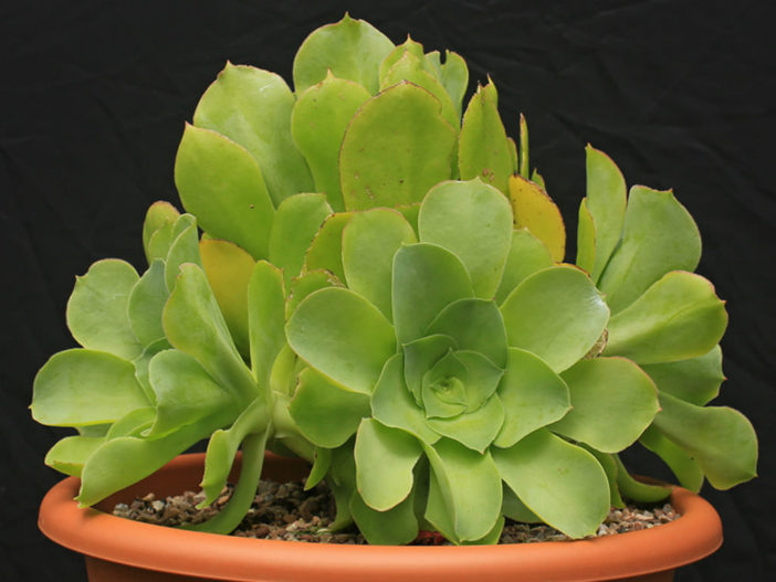 Aeonium cuneatum