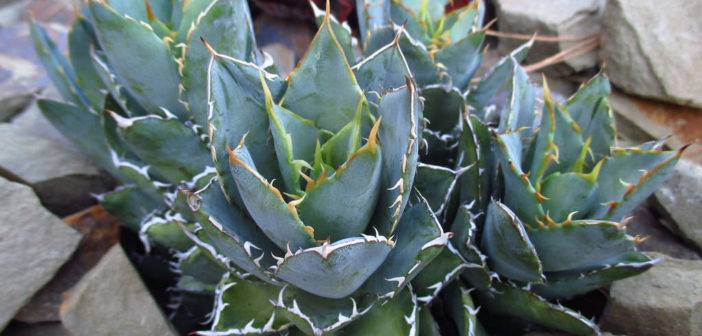 Agave 'Filigree' - World of Succulents