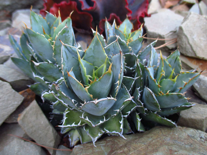 Agave 'Filigree' (Filigree Sierra Mixteca Agave)