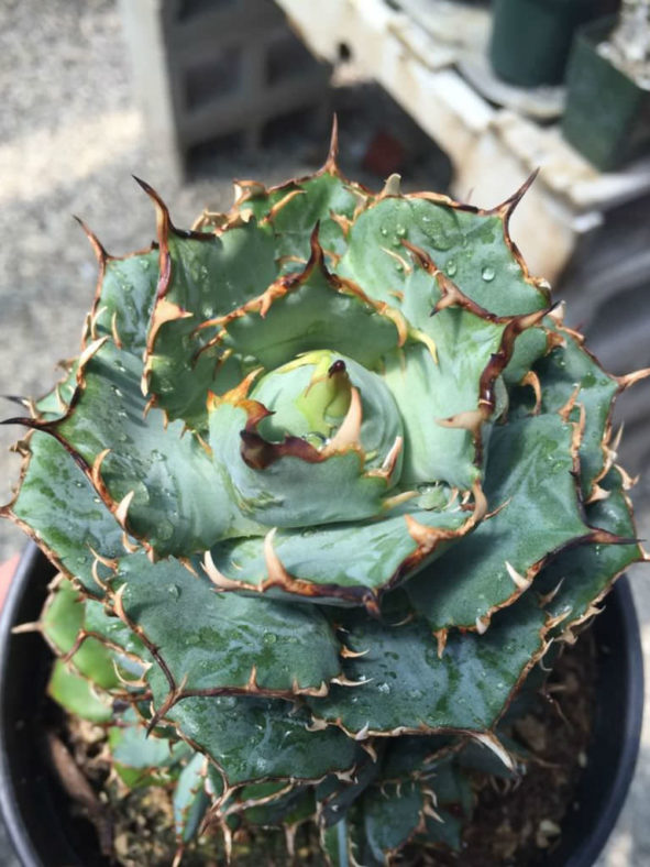 Agave 'Filigree' (Filigree Sierra Mixteca Agave)