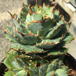 Agave titanota FO-076 Sierra Mixteca, Oaxaca, Mexico.