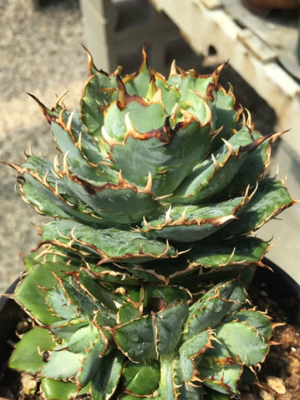 Agave 'Filigree' (Filigree Sierra Mixteca Agave)