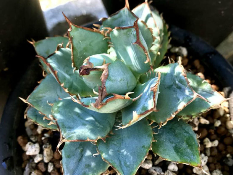 Agave 'Filigree' (Filigree Sierra Mixteca Agave)