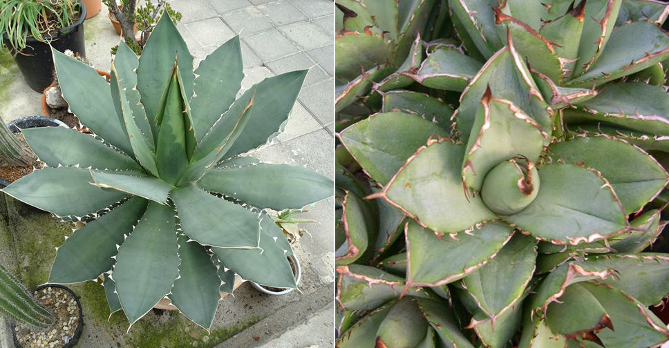 Agave titanota (Chalk Agave) - World of Succulents