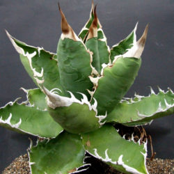 Agave titanota (Rancho Tambor Agave)