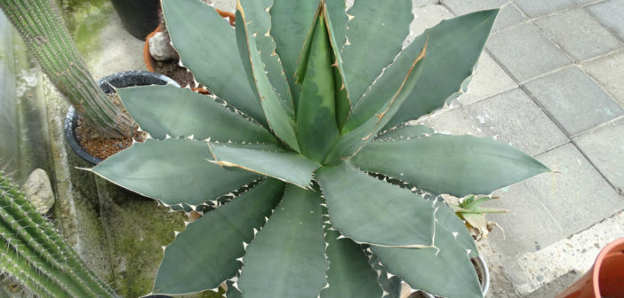 Agave-titanota-Rancho-Tambor-